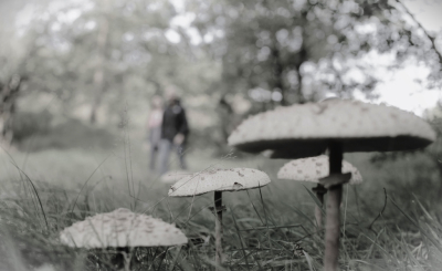 <i class='fa fa-user'></i>&nbsp;hesterb&nbsp;|  Kabouters onder de hoed?&nbsp; <i class='fa fa-eye'>&nbsp;86</i> &nbsp; <i class='fa fa-comment-o'>&nbsp;2</i>