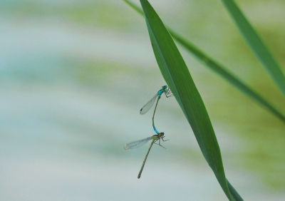 <i class='fa fa-user'></i>&nbsp;Jovanzo&nbsp;|  Lantaarntje&nbsp; <i class='fa fa-eye'>&nbsp;71</i> &nbsp;<i class='fa fa-thumbs-up'>&nbsp;1</i> &nbsp; <i class='fa fa-comment-o'>&nbsp;7</i>