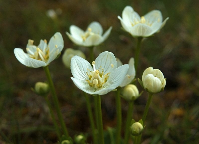 <i class='fa fa-user'></i> rixte | Parnassia  <i class='fa fa-eye'> 158</i>   <i class='fa fa-comment-o'> 4</i>