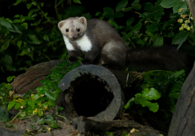 <i class='fa fa-user'></i>&nbsp;Luc Meert&nbsp;|  Steenmarter&nbsp; <i class='fa fa-eye'>&nbsp;151</i> &nbsp;<i class='fa fa-thumbs-up'>&nbsp;4</i> &nbsp; <i class='fa fa-comment-o'>&nbsp;5</i>