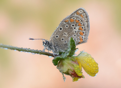 <i class='fa fa-user'></i>&nbsp;koekieman&nbsp;|  Icarusblauwtje&nbsp; <i class='fa fa-eye'>&nbsp;68</i> &nbsp;<i class='fa fa-thumbs-up'>&nbsp;1</i> &nbsp; <i class='fa fa-comment-o'>&nbsp;2</i>