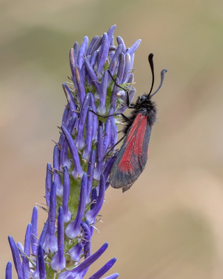 <i class='fa fa-user'></i>&nbsp;Johan van Gurp&nbsp;|  Streep-sint-jansvlinder&nbsp; <i class='fa fa-eye'>&nbsp;67</i> &nbsp;<i class='fa fa-thumbs-up'>&nbsp;2</i> &nbsp; <i class='fa fa-comment-o'>&nbsp;2</i>