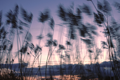 <i class='fa fa-user'></i>&nbsp;hesterb&nbsp;|  Bewogen rietpluimen&nbsp; <i class='fa fa-eye'>&nbsp;68</i> &nbsp;<i class='fa fa-thumbs-up'>&nbsp;2</i> &nbsp; <i class='fa fa-comment-o'>&nbsp;5</i>