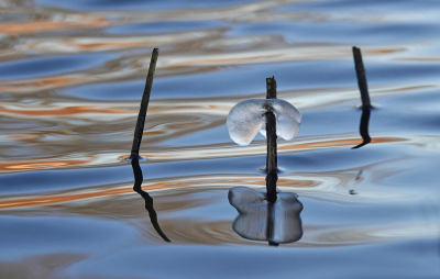 <i class='fa fa-user'></i>&nbsp;Nel R&nbsp;|  IJshoedje&nbsp; <i class='fa fa-eye'>&nbsp;81</i> &nbsp;<i class='fa fa-thumbs-up'>&nbsp;3</i> &nbsp; <i class='fa fa-comment-o'>&nbsp;3</i>