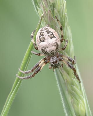 <i class='fa fa-user'></i>&nbsp;Johan van Gurp&nbsp;|  Rietkruisspin&nbsp; <i class='fa fa-eye'>&nbsp;74</i> &nbsp; <i class='fa fa-comment-o'>&nbsp;5</i>