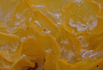 <i class='fa fa-user'></i>&nbsp;Cor&nbsp;|  Gele Trilzwam&nbsp; <i class='fa fa-eye'>&nbsp;75</i> &nbsp; <i class='fa fa-comment-o'>&nbsp;7</i>