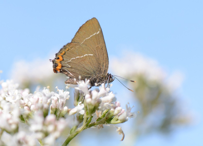 <i class='fa fa-user'></i>&nbsp;koekieman&nbsp;|  Iepenpage&nbsp; <i class='fa fa-eye'>&nbsp;81</i> &nbsp; <i class='fa fa-comment-o'>&nbsp;2</i>