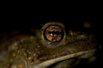 <i class='fa fa-user'></i>&nbsp;Meindert&nbsp;|  Gewone Pad&nbsp; <i class='fa fa-eye'>&nbsp;71</i> &nbsp;<i class='fa fa-thumbs-up'>&nbsp;1</i> &nbsp; <i class='fa fa-comment-o'>&nbsp;3</i>