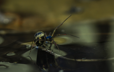 <i class='fa fa-user'></i>&nbsp;ErnovanDoorn&nbsp;|  Prachtkogelspin&nbsp; <i class='fa fa-eye'>&nbsp;78</i> &nbsp;<i class='fa fa-thumbs-up'>&nbsp;3</i> &nbsp; <i class='fa fa-comment-o'>&nbsp;6</i>