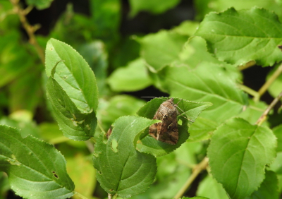 <i class='fa fa-user'></i>&nbsp;Jovanzo&nbsp;|  Gamma-uil&nbsp; <i class='fa fa-eye'>&nbsp;62</i> &nbsp; <i class='fa fa-comment-o'>&nbsp;5</i>