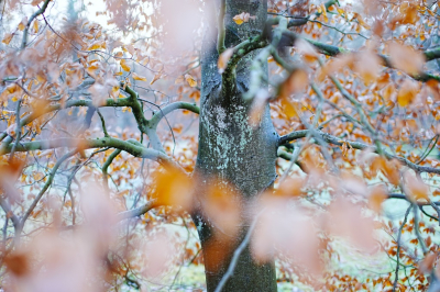 <i class='fa fa-user'></i>&nbsp;hesterb&nbsp;|  Beukenhaag Detail&nbsp; <i class='fa fa-eye'>&nbsp;96</i> &nbsp;<i class='fa fa-thumbs-up'>&nbsp;2</i> &nbsp; <i class='fa fa-comment-o'>&nbsp;8</i>