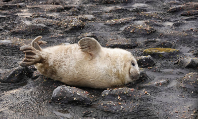 <i class='fa fa-user'></i>&nbsp;Nel R&nbsp;|  Grijze Zeehond&nbsp; <i class='fa fa-eye'>&nbsp;153</i> &nbsp;<i class='fa fa-thumbs-up'>&nbsp;2</i> &nbsp; <i class='fa fa-comment-o'>&nbsp;7</i>