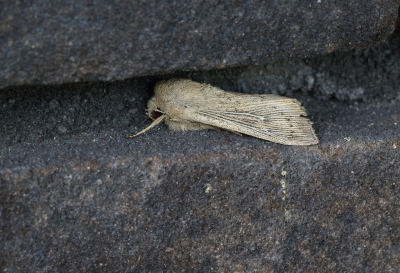 <i class='fa fa-user'></i>&nbsp;Ad Sprang&nbsp;|  Gestreepte Rietuil&nbsp; <i class='fa fa-eye'>&nbsp;68</i> &nbsp; <i class='fa fa-comment-o'>&nbsp;4</i>