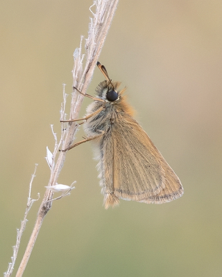 <i class='fa fa-user'></i> Johan van Gurp | Zwartsprietdikkopje  <i class='fa fa-eye'> 50</i>  <i class='fa fa-thumbs-up'> 4</i>   <i class='fa fa-comment-o'> 3</i>