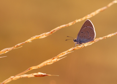 <i class='fa fa-user'></i>&nbsp;Henk Bouter&nbsp;|  Klaverblauwtje&nbsp; <i class='fa fa-eye'>&nbsp;61</i> &nbsp;<i class='fa fa-thumbs-up'>&nbsp;2</i> &nbsp; <i class='fa fa-comment-o'>&nbsp;4</i>