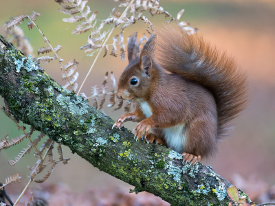 <i class='fa fa-user'></i>&nbsp;Luc Meert&nbsp;|  Eekhoorn&nbsp; <i class='fa fa-eye'>&nbsp;83</i> &nbsp;<i class='fa fa-thumbs-up'>&nbsp;5</i> &nbsp; <i class='fa fa-comment-o'>&nbsp;6</i>