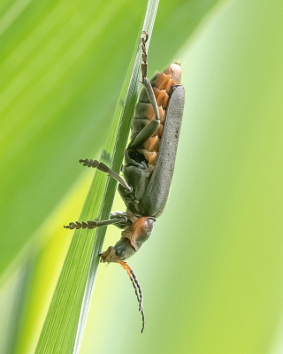 <i class='fa fa-user'></i>&nbsp;Johan van Gurp&nbsp;|  Zwartpootsoldaatje&nbsp; <i class='fa fa-eye'>&nbsp;59</i> &nbsp;<i class='fa fa-thumbs-up'>&nbsp;2</i> &nbsp; <i class='fa fa-comment-o'>&nbsp;3</i>