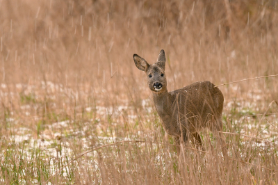 <i class='fa fa-user'></i>&nbsp;Eric Gibcus&nbsp;|  Ree&nbsp; <i class='fa fa-eye'>&nbsp;78</i> &nbsp; <i class='fa fa-comment-o'>&nbsp;2</i>