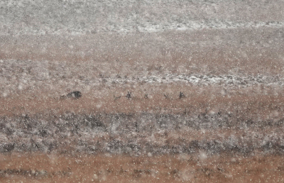 <i class='fa fa-user'></i>&nbsp;nelappelmelk&nbsp;|  Herten in het sneeuwlandschap&nbsp; <i class='fa fa-eye'>&nbsp;130</i> &nbsp;<i class='fa fa-thumbs-up'>&nbsp;2</i> &nbsp; <i class='fa fa-comment-o'>&nbsp;8</i>