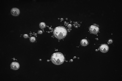 <i class='fa fa-user'></i>&nbsp;Pieter  LJ&nbsp;|  Selfie in ijsbellen&nbsp; <i class='fa fa-eye'>&nbsp;136</i> &nbsp;<i class='fa fa-thumbs-up'>&nbsp;12</i> &nbsp; <i class='fa fa-comment-o'>&nbsp;9</i>