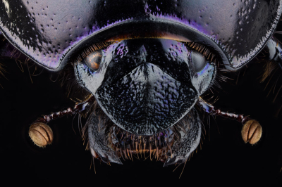 <i class='fa fa-user'></i>&nbsp;Adri Gr Nuelend&nbsp;|  Bosmestkever&nbsp; <i class='fa fa-eye'>&nbsp;156</i> &nbsp;<i class='fa fa-thumbs-up'>&nbsp;11</i> &nbsp; <i class='fa fa-comment-o'>&nbsp;16</i>