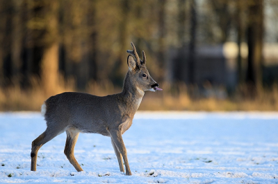 <i class='fa fa-user'></i>&nbsp;robert-jan&nbsp;|  Ree&nbsp; <i class='fa fa-eye'>&nbsp;126</i> &nbsp; <i class='fa fa-comment-o'>&nbsp;6</i>