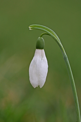 <i class='fa fa-user'></i>&nbsp;Cor&nbsp;|  Gewoon Sneeuwklokje&nbsp; <i class='fa fa-eye'>&nbsp;100</i> &nbsp;<i class='fa fa-thumbs-up'>&nbsp;3</i> &nbsp; <i class='fa fa-comment-o'>&nbsp;10</i>