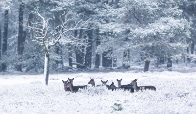 <i class='fa fa-user'></i>&nbsp;David&nbsp;|  Damherten in de sneeuw&nbsp; <i class='fa fa-eye'>&nbsp;125</i> &nbsp;<i class='fa fa-thumbs-up'>&nbsp;4</i> &nbsp; <i class='fa fa-comment-o'>&nbsp;7</i>