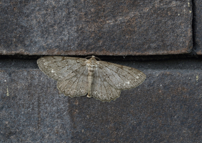 <i class='fa fa-user'></i>&nbsp;Ad Sprang&nbsp;|  Ringspikkelspanner&nbsp; <i class='fa fa-eye'>&nbsp;77</i> &nbsp;<i class='fa fa-thumbs-up'>&nbsp;4</i> &nbsp; <i class='fa fa-comment-o'>&nbsp;7</i>