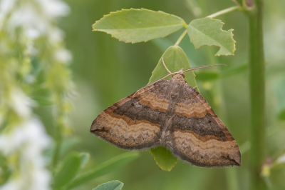 <i class='fa fa-user'></i>&nbsp;Johan van Gurp&nbsp;|  Bruinbandspanner&nbsp; <i class='fa fa-eye'>&nbsp;73</i> &nbsp;<i class='fa fa-thumbs-up'>&nbsp;2</i> &nbsp; <i class='fa fa-comment-o'>&nbsp;5</i>