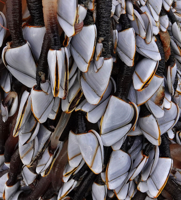 <i class='fa fa-user'></i>&nbsp;Nel R&nbsp;|  Eendenmossel&nbsp; <i class='fa fa-eye'>&nbsp;150</i> &nbsp;<i class='fa fa-thumbs-up'>&nbsp;10</i> &nbsp; <i class='fa fa-comment-o'>&nbsp;9</i>