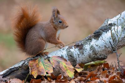 <i class='fa fa-user'></i>&nbsp;Luc Meert&nbsp;|  Eekhoorn&nbsp; <i class='fa fa-eye'>&nbsp;91</i> &nbsp;<i class='fa fa-thumbs-up'>&nbsp;3</i> &nbsp; <i class='fa fa-comment-o'>&nbsp;3</i>