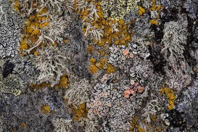 <i class='fa fa-user'></i>&nbsp;Johan van Gurp&nbsp;|  Rhizoplaca chrysoleuca&nbsp; <i class='fa fa-eye'>&nbsp;79</i> &nbsp;<i class='fa fa-thumbs-up'>&nbsp;3</i> &nbsp; <i class='fa fa-comment-o'>&nbsp;5</i>