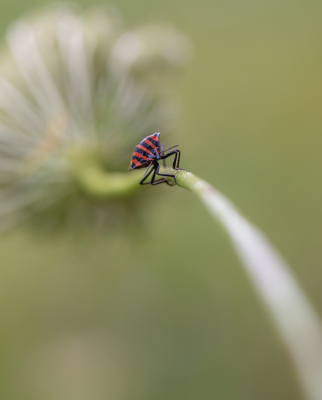 <i class='fa fa-user'></i>&nbsp;Oppdewit&nbsp;|  Pyjamaschildwants&nbsp; <i class='fa fa-eye'>&nbsp;111</i> &nbsp;<i class='fa fa-thumbs-up'>&nbsp;5</i> &nbsp; <i class='fa fa-comment-o'>&nbsp;9</i>