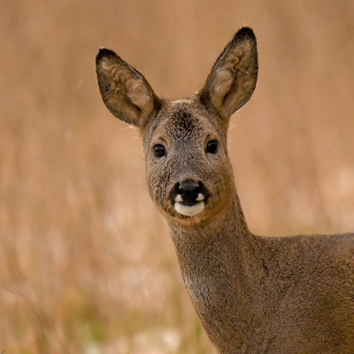 <i class='fa fa-user'></i>&nbsp;Eric Gibcus&nbsp;|  Ree&nbsp; <i class='fa fa-eye'>&nbsp;111</i> &nbsp;<i class='fa fa-thumbs-up'>&nbsp;1</i> &nbsp; <i class='fa fa-comment-o'>&nbsp;5</i>