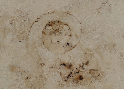 <i class='fa fa-user'></i>&nbsp;Ad Sprang&nbsp;|  Ammoniet sp.&nbsp; <i class='fa fa-eye'>&nbsp;124</i> &nbsp;<i class='fa fa-thumbs-up'>&nbsp;2</i> &nbsp; <i class='fa fa-comment-o'>&nbsp;9</i>