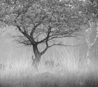 <i class='fa fa-user'></i>&nbsp;ErnovanDoorn&nbsp;|  Zomereik&nbsp; <i class='fa fa-eye'>&nbsp;106</i> &nbsp;<i class='fa fa-thumbs-up'>&nbsp;1</i> &nbsp; <i class='fa fa-comment-o'>&nbsp;10</i>