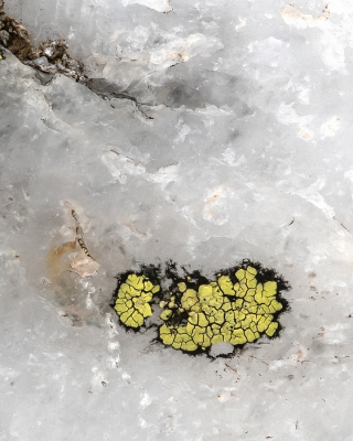 <i class='fa fa-user'></i>&nbsp;Johan van Gurp&nbsp;|  Gewoon Landkaartmos&nbsp; <i class='fa fa-eye'>&nbsp;100</i> &nbsp;<i class='fa fa-thumbs-up'>&nbsp;3</i> &nbsp; <i class='fa fa-comment-o'>&nbsp;4</i>