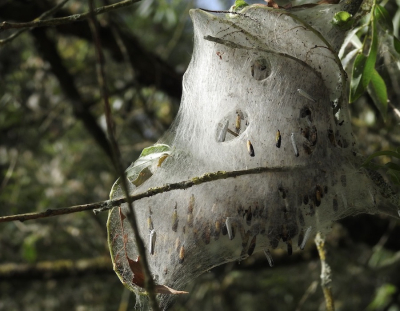 <i class='fa fa-user'></i>&nbsp;HenK5&nbsp;|  Wilgenstippelmot&nbsp; <i class='fa fa-eye'>&nbsp;87</i> &nbsp;<i class='fa fa-thumbs-up'>&nbsp;3</i> &nbsp; <i class='fa fa-comment-o'>&nbsp;3</i>