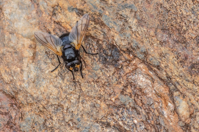 <i class='fa fa-user'></i>&nbsp;Johan van Gurp&nbsp;|  Schorsvlieg&nbsp; <i class='fa fa-eye'>&nbsp;65</i> &nbsp;<i class='fa fa-thumbs-up'>&nbsp;3</i> &nbsp; <i class='fa fa-comment-o'>&nbsp;4</i>