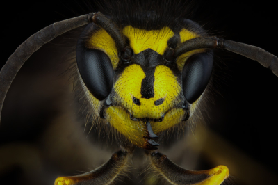 <i class='fa fa-user'></i>&nbsp;Adri Gr Nuelend&nbsp;|  Duitse Wesp&nbsp; <i class='fa fa-eye'>&nbsp;159</i> &nbsp;<i class='fa fa-thumbs-up'>&nbsp;16</i> &nbsp; <i class='fa fa-comment-o'>&nbsp;11</i>