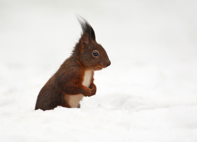 <i class='fa fa-user'></i>&nbsp;koekieman&nbsp;|  Eekhoorn&nbsp; <i class='fa fa-eye'>&nbsp;98</i> &nbsp;<i class='fa fa-thumbs-up'>&nbsp;4</i> &nbsp; <i class='fa fa-comment-o'>&nbsp;7</i>