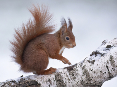 <i class='fa fa-user'></i>&nbsp;Luc Meert&nbsp;|  Eekhoorn&nbsp; <i class='fa fa-eye'>&nbsp;97</i> &nbsp;<i class='fa fa-thumbs-up'>&nbsp;8</i> &nbsp; <i class='fa fa-comment-o'>&nbsp;8</i>