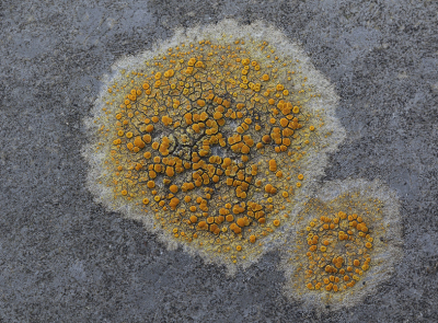 <i class='fa fa-user'></i>&nbsp;Ad Sprang&nbsp;|  Betoncitroenkorst&nbsp; <i class='fa fa-eye'>&nbsp;91</i> &nbsp;<i class='fa fa-thumbs-up'>&nbsp;9</i> &nbsp; <i class='fa fa-comment-o'>&nbsp;14</i>