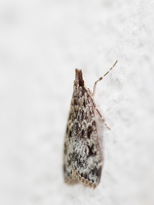 Tegen de witte muur van ons huis, onder de lamp die de hele nacht brandt, kom ik vaak vlinders tegen. Deze nazomergranietmot is er eentje van. Ik begrijp dat de determinatie lastig omdat een aantal soorten nogal op elkaar lijken. Volgens Obsidentify is dit een 100% match. Daar ga ik dan maar vanuit.