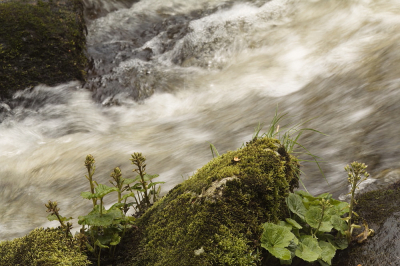 <i class='fa fa-user'></i>&nbsp;Meindert&nbsp;|  Wit Hoefblad&nbsp; <i class='fa fa-eye'>&nbsp;91</i> &nbsp;<i class='fa fa-thumbs-up'>&nbsp;1</i> &nbsp; <i class='fa fa-comment-o'>&nbsp;7</i>