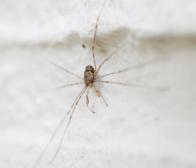 <i class='fa fa-user'></i>&nbsp;erikvanark&nbsp;|  Strekpoot&nbsp; <i class='fa fa-eye'>&nbsp;59</i> &nbsp;<i class='fa fa-thumbs-up'>&nbsp;1</i> &nbsp; <i class='fa fa-comment-o'>&nbsp;4</i>