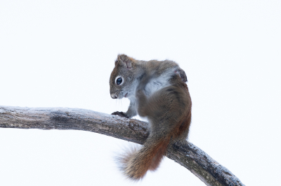 <i class='fa fa-user'></i>&nbsp;Jan Luit&nbsp;|  Amerikaanse Rode Eekhoorn&nbsp; <i class='fa fa-eye'>&nbsp;91</i> &nbsp;<i class='fa fa-thumbs-up'>&nbsp;7</i> &nbsp; <i class='fa fa-comment-o'>&nbsp;7</i>