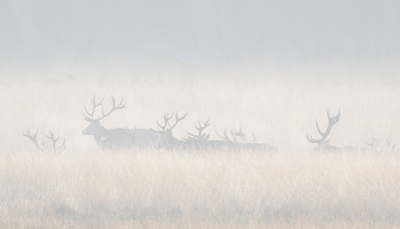 <i class='fa fa-user'></i>&nbsp;nelappelmelk&nbsp;|  Edelhert&nbsp; <i class='fa fa-eye'>&nbsp;116</i> &nbsp;<i class='fa fa-thumbs-up'>&nbsp;6</i> &nbsp; <i class='fa fa-comment-o'>&nbsp;5</i>