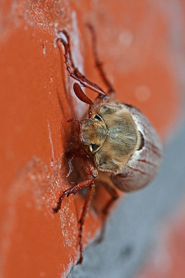 <i class='fa fa-user'></i>&nbsp;Cor&nbsp;|  Gewone Meikever&nbsp; <i class='fa fa-eye'>&nbsp;85</i> &nbsp;<i class='fa fa-thumbs-up'>&nbsp;6</i> &nbsp; <i class='fa fa-comment-o'>&nbsp;7</i>